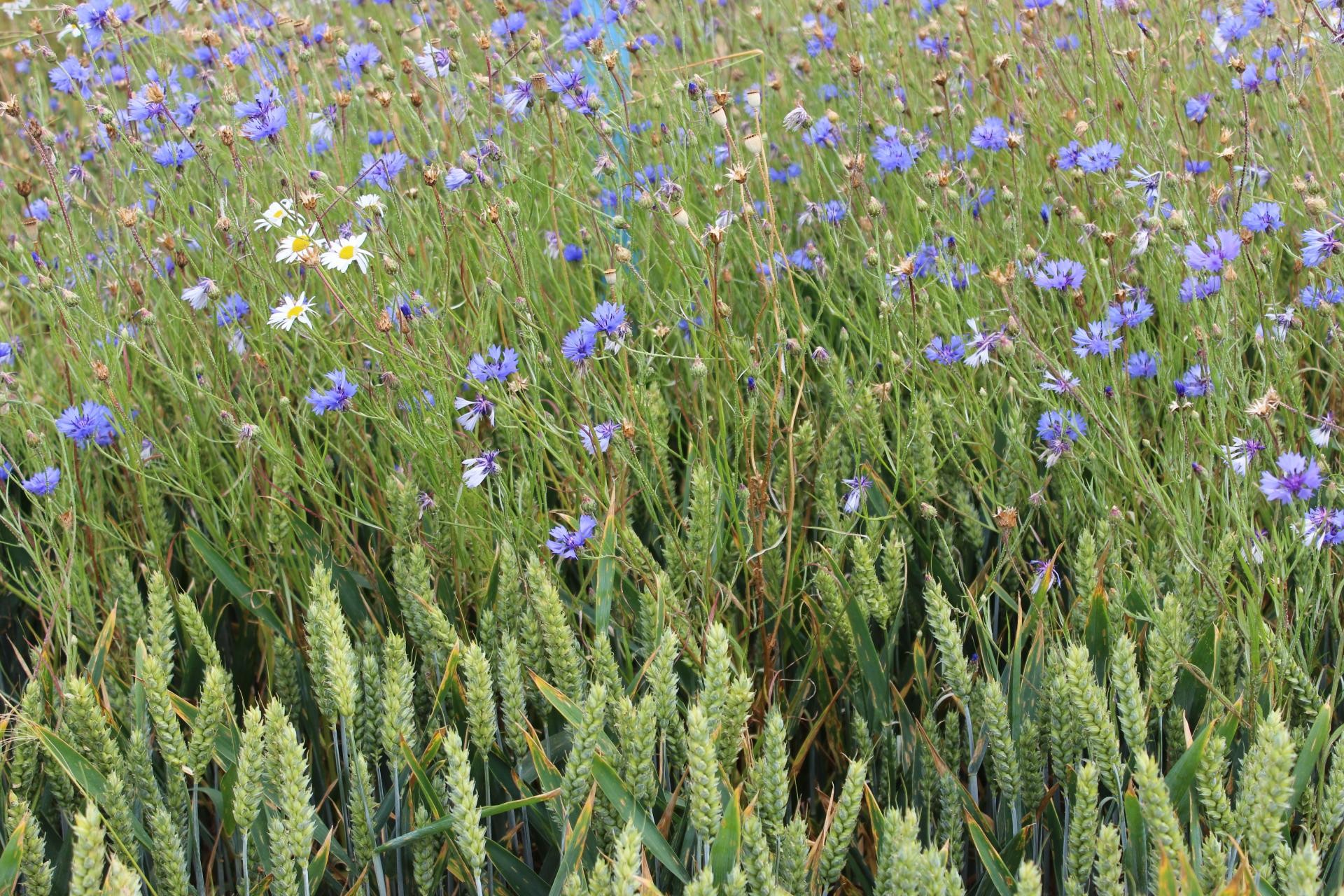 Chwast zbożowy - jak rozpoznać i skutecznie usuwać z pola?