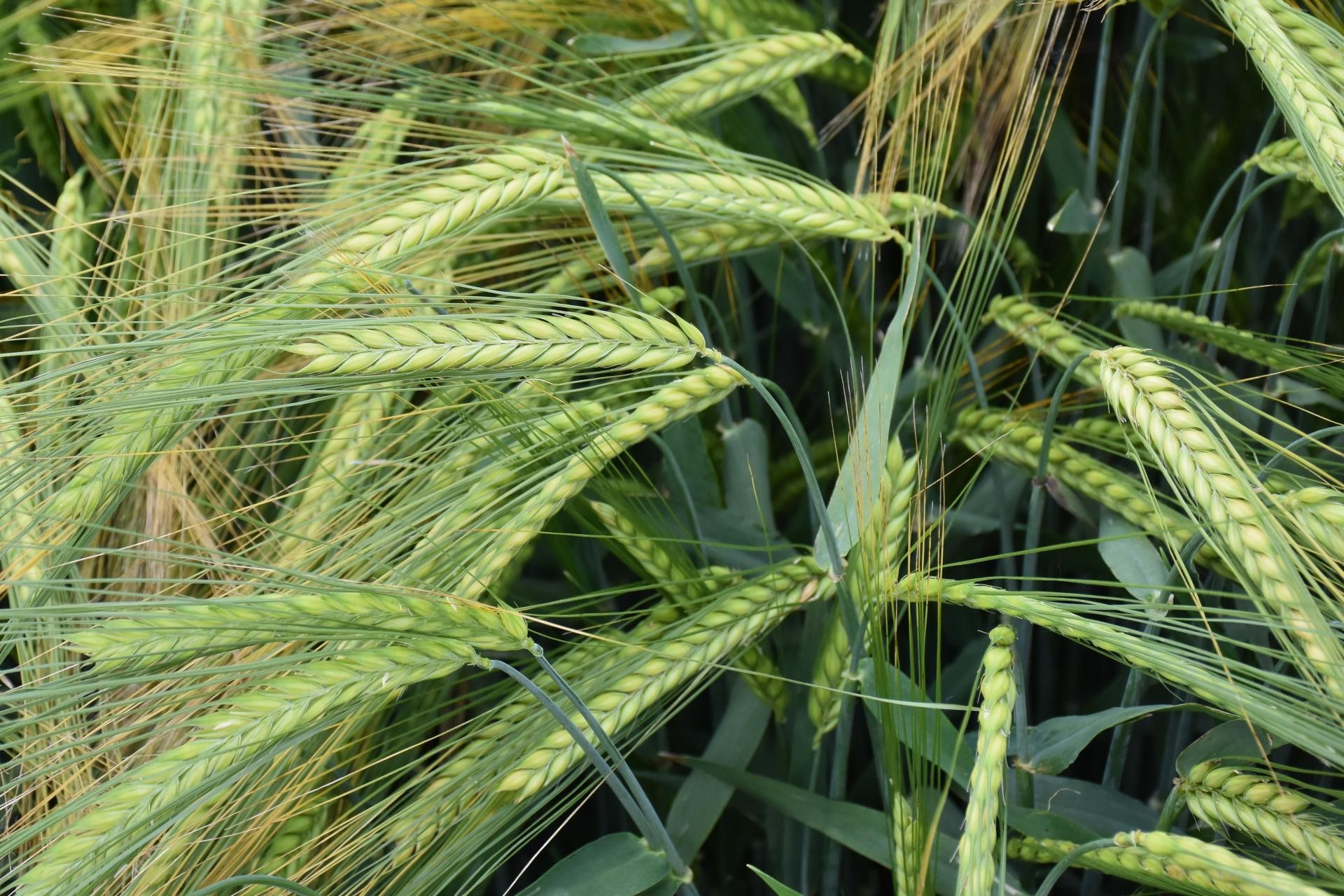 Jęczmień ozimy - jak przygotować plantację do startu wiosennej wegetacji?