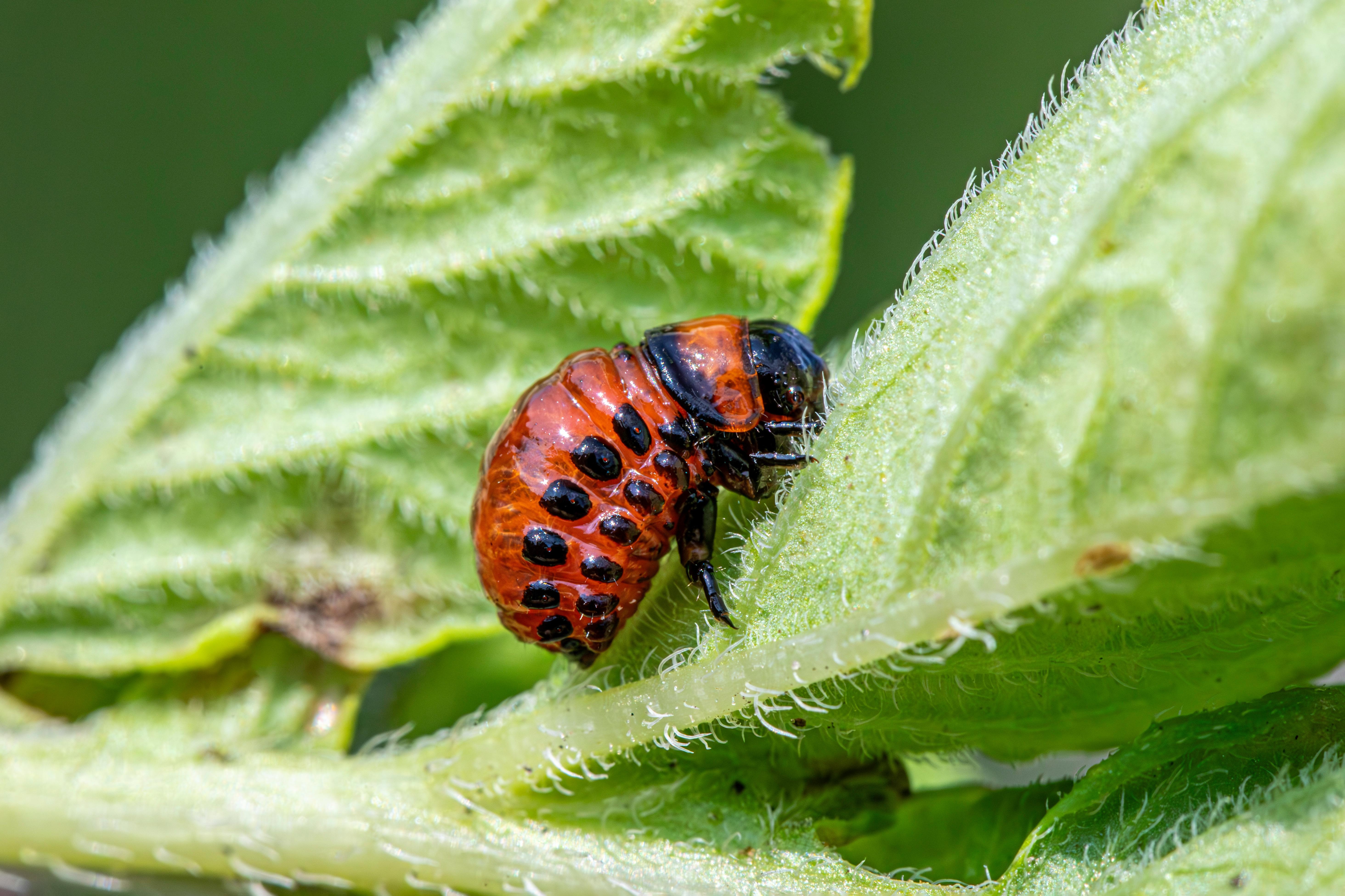 Stonka ziemniaczana - najskuteczniejsze metody zwalczania w 2026 roku