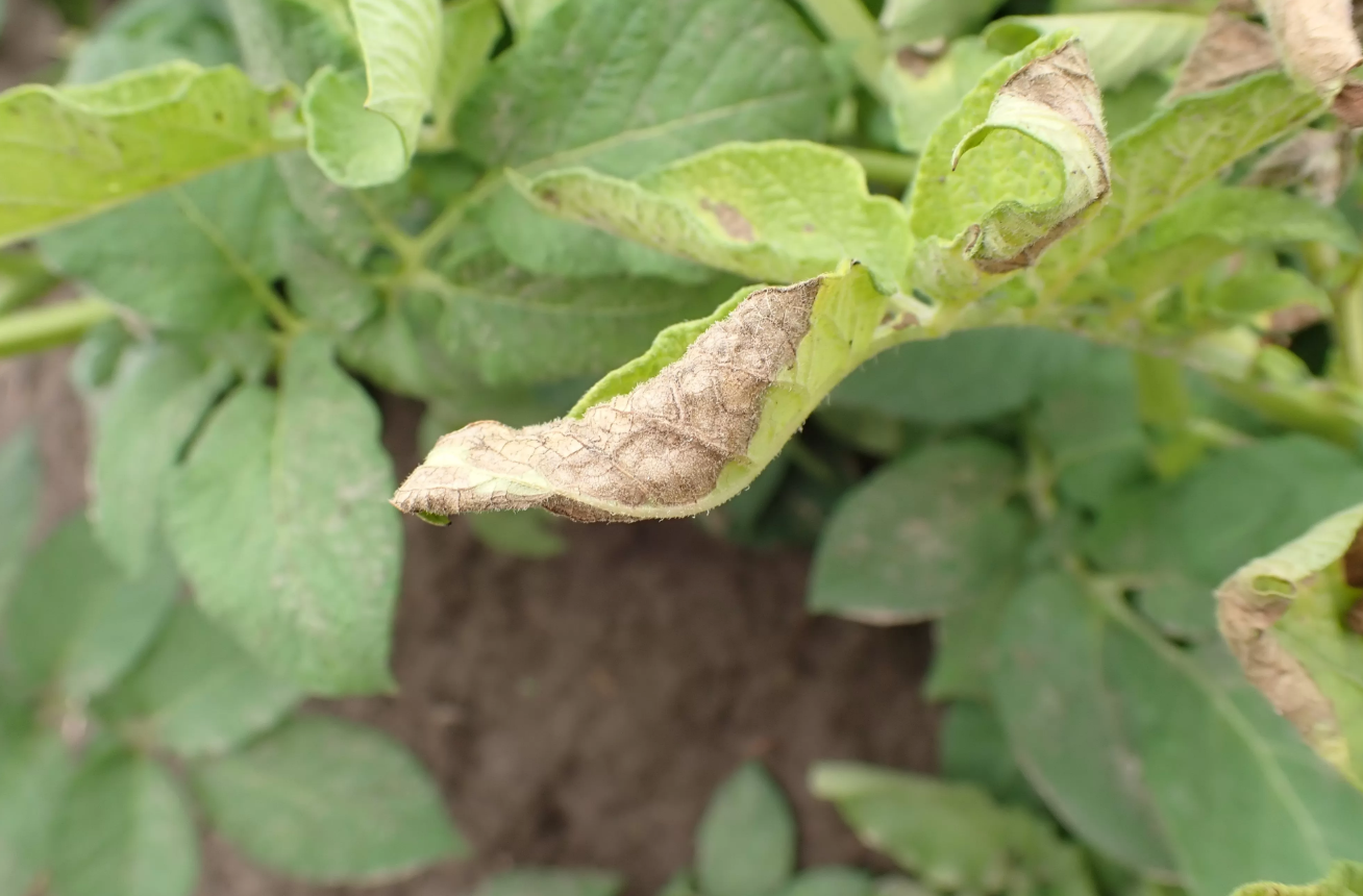 Zaraza ziemniaka – skuteczne opryski, strategie ochrony i najważniejsze zasady zwalczania choroby