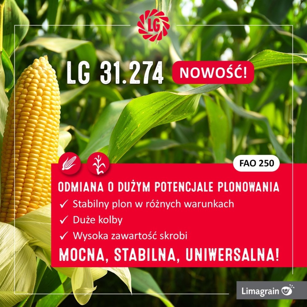 Kukurydza siewna LG 31.274