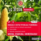 Kukurydza siewna LG 31.274 - 2