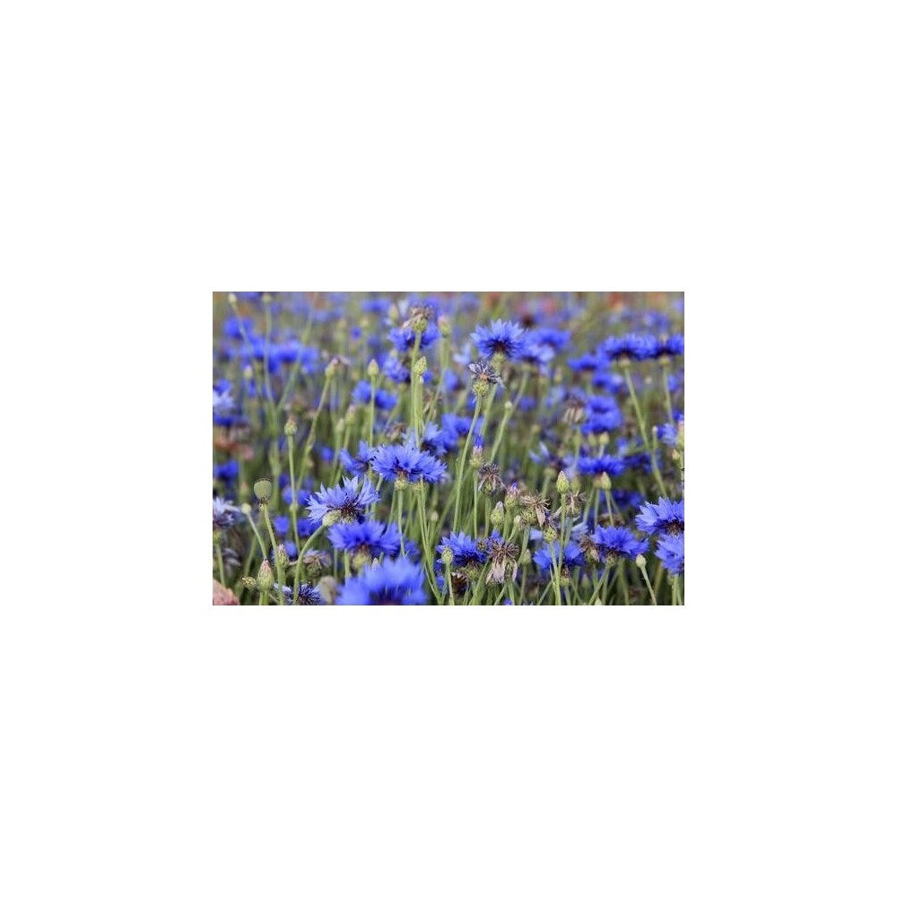 CHABER BŁAWATEK WYS.NIEBIESKI 1KG/L