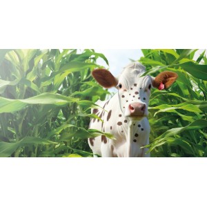 Kukurydza siewna LG 31.271 C/1 KORIT PRO
Zapr: Redigo M 120 FS, Korit Pro