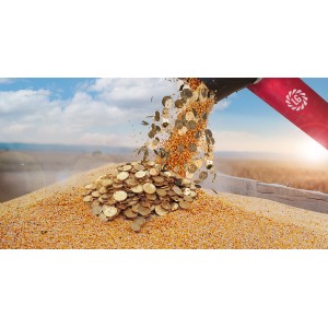 Kukurydza siewna LG LIMAGOLD 50 tys nasion