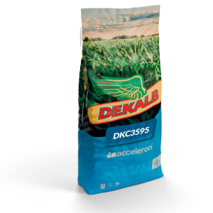 Kukurydza siewna DKC 3595 C/1 - 50 tys. nasion Zapr.: Redigo M