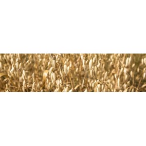 Owies zwyczajny jary Lion C/1 - 40 kg Zapr.: Maxim Power