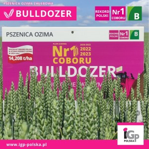 Pszenica ozima Bulldozer C/1 Big-Bag - 500 kg