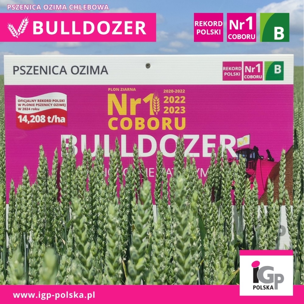 Pszenica ozima Bulldozer C/1 Big-Bag - 500 kg