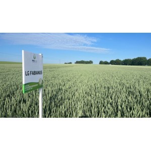 Pszenica ozima LG Fabianus  C/1 a`BigBag 500kg