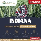 Pszenica ozima INDIANA C/1 a`25kg - 2