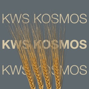 Jęczmień ozimy KWS Kosmos C/1 a' 25kg