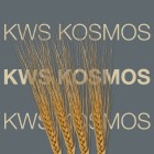 Jęczmień ozimy KWS Kosmos C/1 a' 25kg - 1