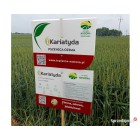 Pszenica ozima KARIATYDA C/1 a`25kg - 2