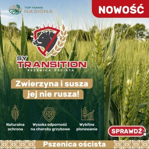 Pszenica SY Transition 500kg