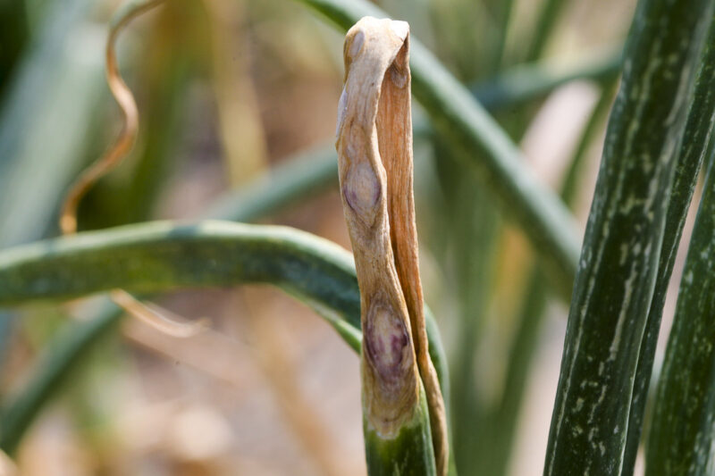 alternarioza-cebuli