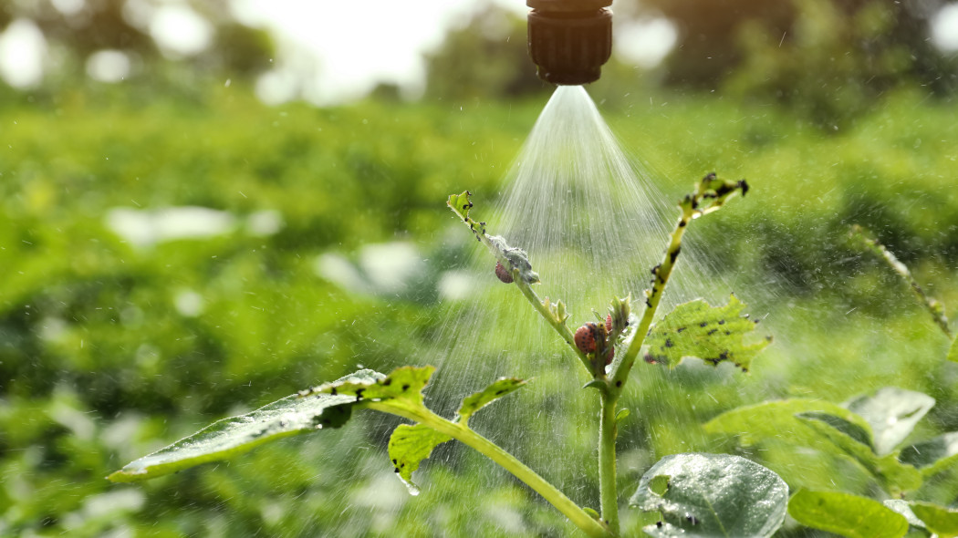 stonka-ziemniaczana-oprysk