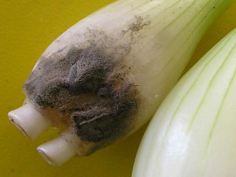 szara-pleśń-cebuli