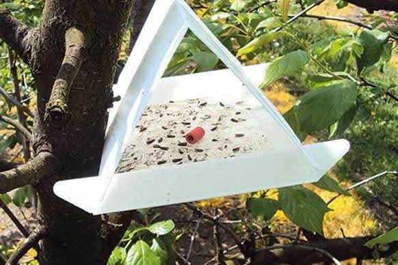 Atraktanty w rolnictwie: Wykorzystanie w ochronie roślin i wspieraniu zapylania